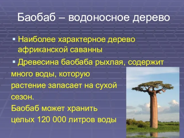 Баобаб – водоносное дерево Наиболее характерное дерево африканской саванны Древесина баобаба