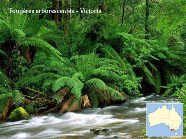 Fougères arborescentes - Victoria