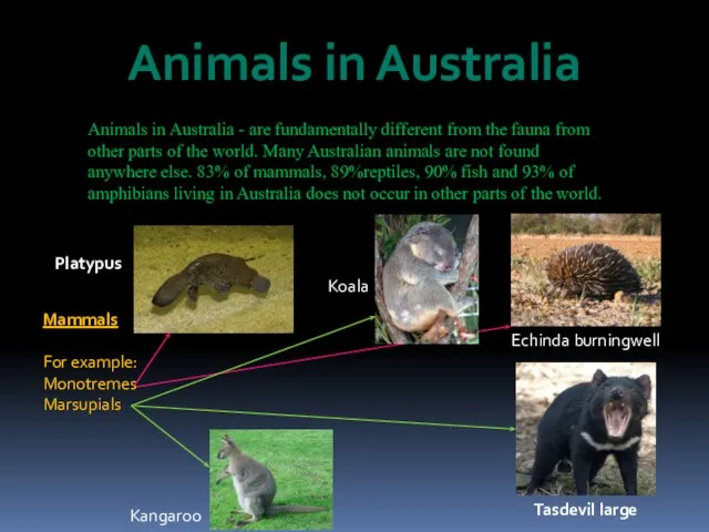 Animals in Australia Animals in Australia - are fundamentally different from