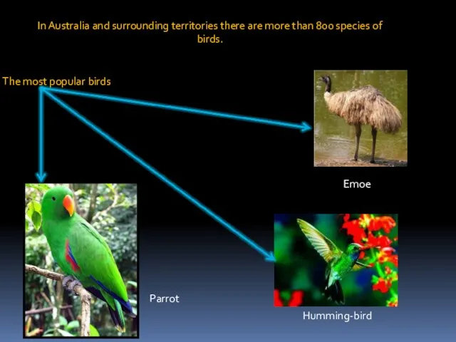 In Australia and surrounding territories there are more than 800 species