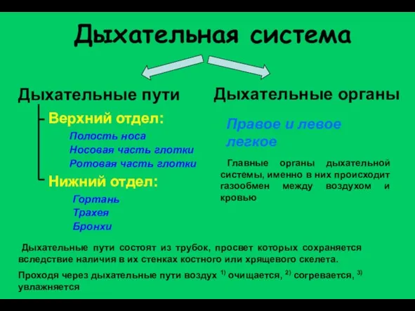 Дыхательная система Верхний отдел: Дыхательные пути Полость носа Правое и левое