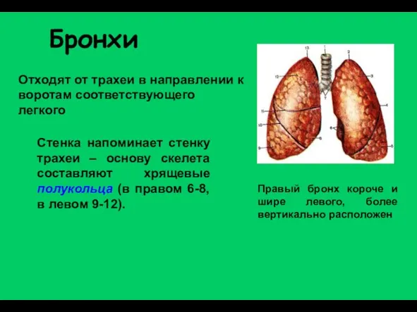 Бронхи Отходят от трахеи в направлении к воротам соответствующего легкого Стенка