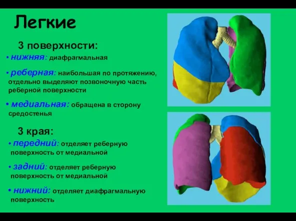 Легкие нижняя: диафрагмальная реберная: наибольшая по протяжению, отдельно выделяют позвоночную часть