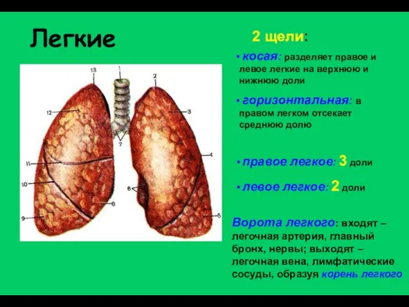 Легкие косая: разделяет правое и левое легкие на верхнюю и нижнюю