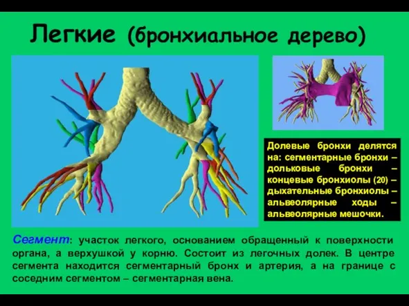 Легкие (бронхиальное дерево) Сегмент: участок легкого, основанием обращенный к поверхности органа,