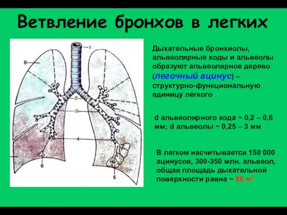 Ветвление бронхов в легких Дыхательные бронхиолы, альвеолярные ходы и альвеолы образуют