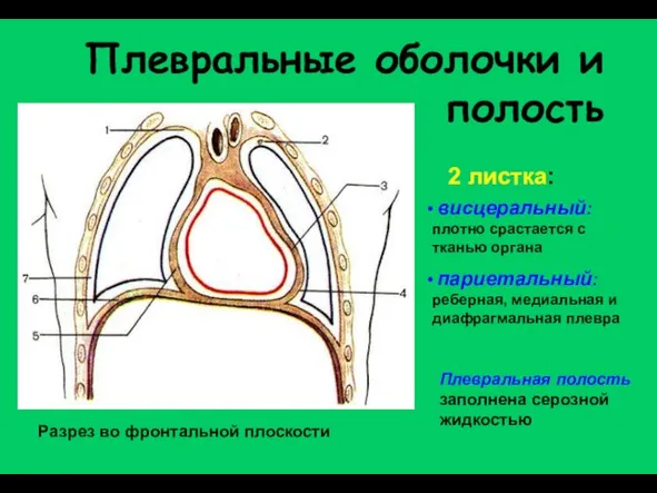 Плевральные оболочки и полость Разрез во фронтальной плоскости висцеральный: плотно срастается