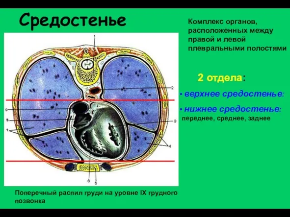 Средостенье Поперечный распил груди на уровне IX грудного позвонка Комплекс органов,