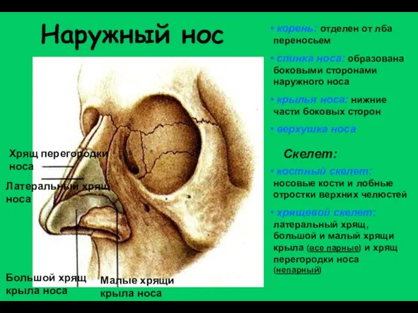 Наружный нос Хрящ перегородки носа Латеральный хрящ носа Большой хрящ крыла