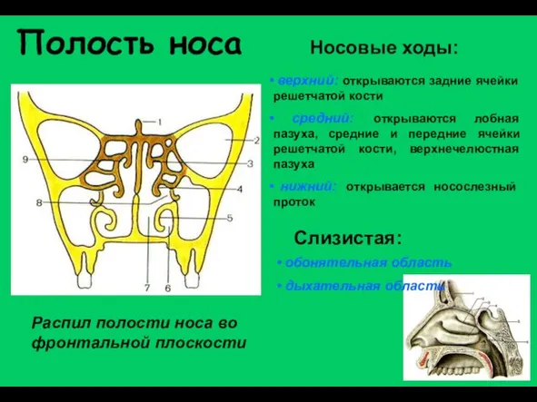 Полость носа Распил полости носа во фронтальной плоскости верхний: открываются задние