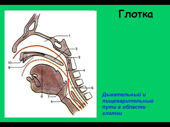 Глотка Дыхательный и пищеварительный пути в области глотки