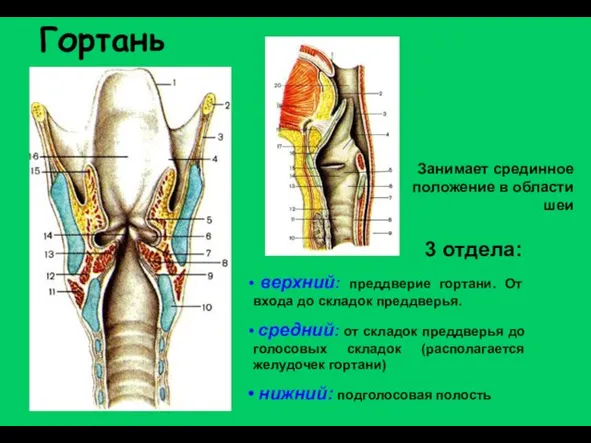 Гортань верхний: преддверие гортани. От входа до складок преддверья. средний: от