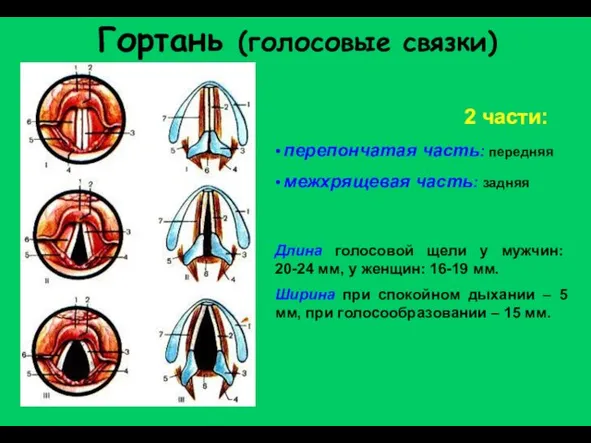 Гортань (голосовые связки) перепончатая часть: передняя межхрящевая часть: задняя 2 части: