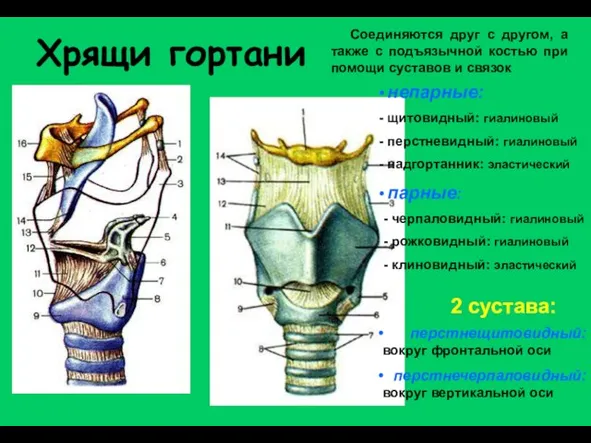 Хрящи гортани непарные: щитовидный: гиалиновый перстневидный: гиалиновый надгортанник: эластический парные: -