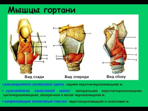 Мышцы гортани Вид сбоку Вид спереди Вид сзади расширители голосовой щели: