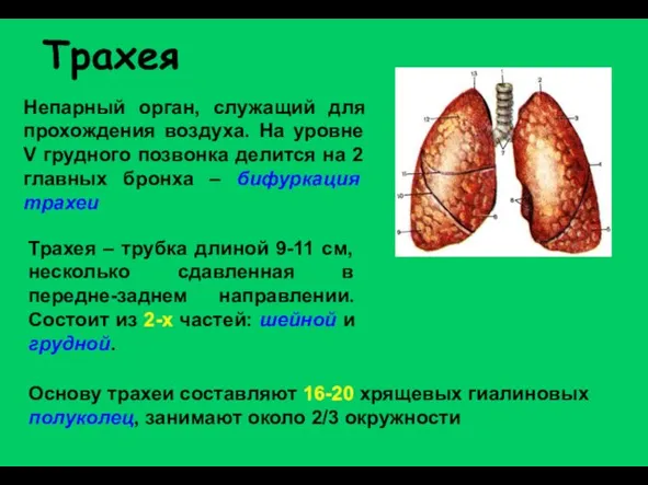 Трахея Непарный орган, служащий для прохождения воздуха. На уровне V грудного