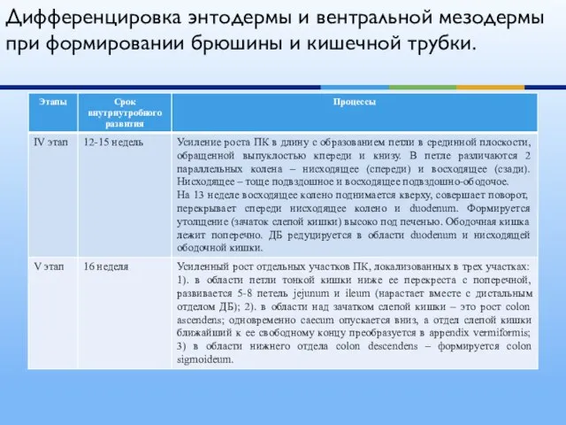 Дифференцировка энтодермы и вентральной мезодермы при формировании брюшины и кишечной трубки.