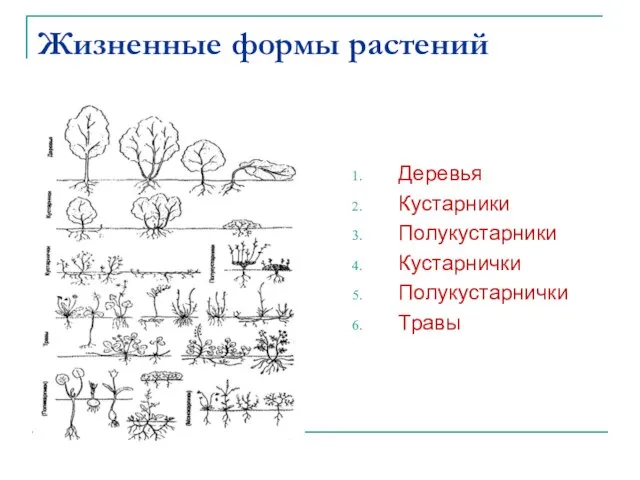 Жизненные формы растений Деревья Кустарники Полукустарники Кустарнички Полукустарнички Травы