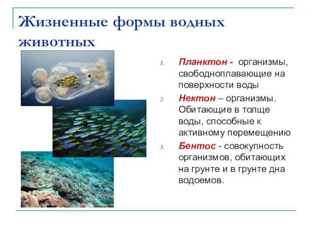 Жизненные формы водных животных Планктон - организмы, свободноплавающие на поверхности воды