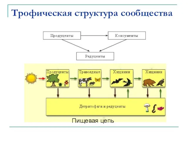 Трофическая структура сообщества Пищевая цепь