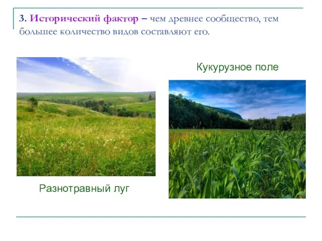 3. Исторический фактор – чем древнее сообщество, тем большее количество видов