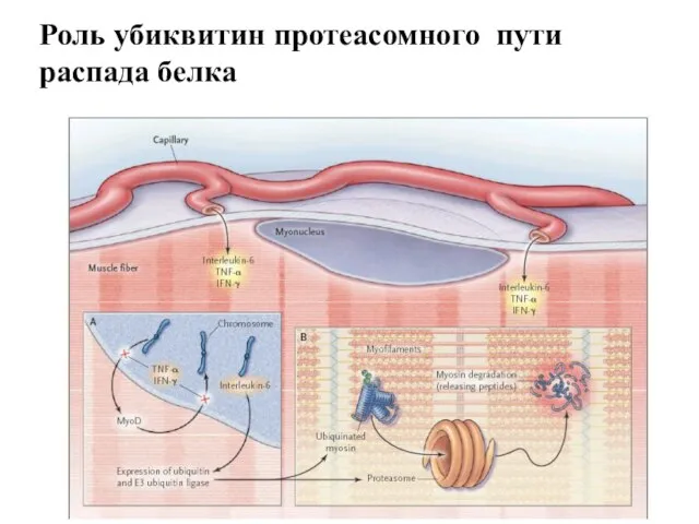 Роль убиквитин протеасомного пути распада белка