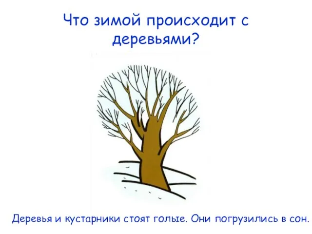 Что зимой происходит с деревьями? Деревья и кустарники стоят голые. Они погрузились в сон.