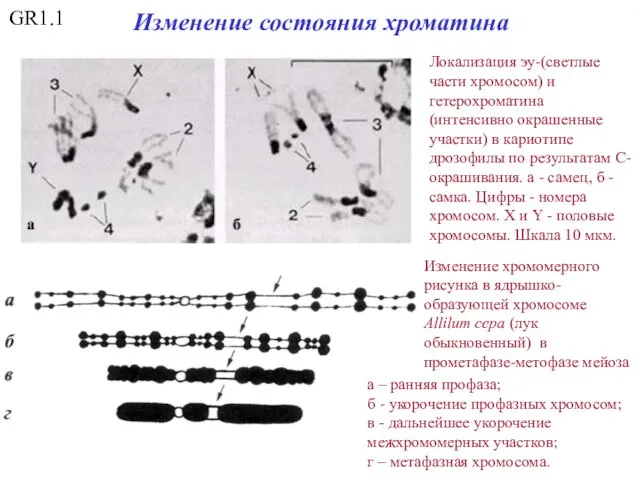 GR1.1 Локализация эу-(светлые части хромосом) и гетерохроматина (интенсивно окрашенные участки) в