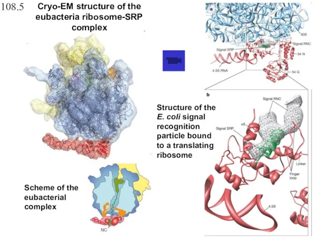 Scheme of the eubacterial complex Structure of the E. coli signal