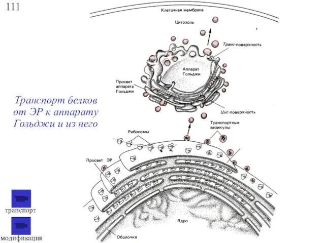 111 Транспорт белков от ЭР к аппарату Гольджи и из него модификация транспорт