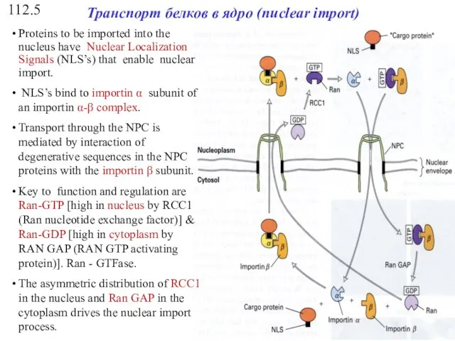 112.5 Транспорт белков в ядро (nuclear import) Proteins to be imported