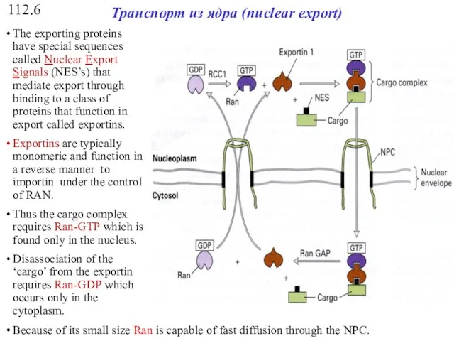 112.6 Транспорт из ядра (nuclear export)