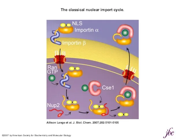 The classical nuclear import cycle. Allison Lange et al. J. Biol.