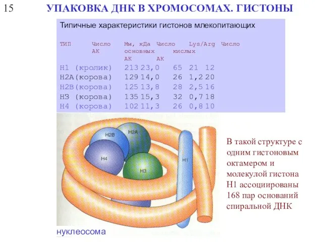 15 УПАКОВКА ДНК В ХРОМОСОМАХ. ГИСТОНЫ Типичные характеристики гистонов млекопитающих ТИП