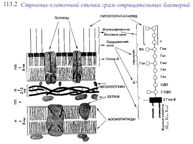 113.2 Строение клеточной стенки грам-отрицательных бактерий