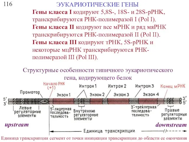 116 ЭУКАРИОТИЧЕСКИЕ ГЕНЫ Гены класса I кодируют 5,8S-, 18S- и 28S-pPHK,