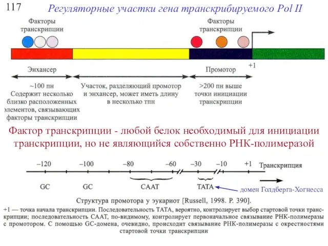 117 Регуляторные участки гена транскрибируемого Pol II Фактор транскрипции - любой