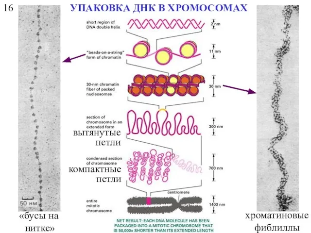 16 УПАКОВКА ДНК В ХРОМОСОМАХ «бусы на нитке» хроматиновые фиблиллы вытянутые петли компактные петли