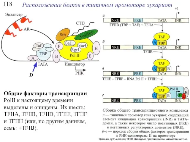 118 Расположение белков в типичном промоторе эукариот Общие факторы транскрипции PolII