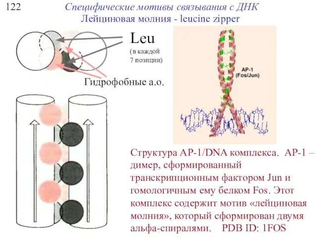 122 Специфические мотивы связывания с ДНК Структура AP-1/DNA комплекса. AP-1 –