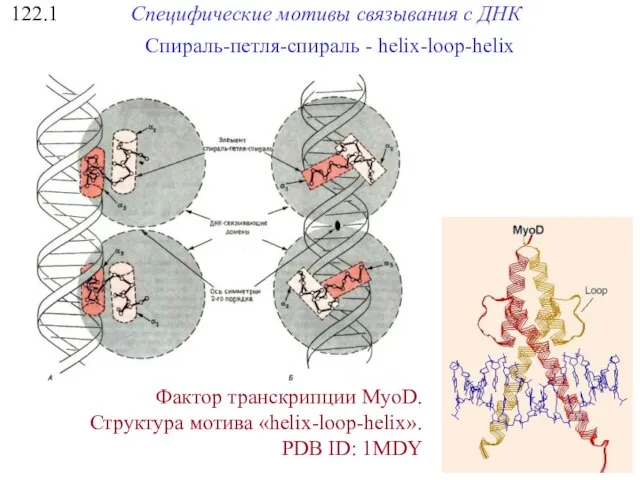 122.1 Специфические мотивы связывания с ДНК Фактор транскрипции MyoD. Структура мотива