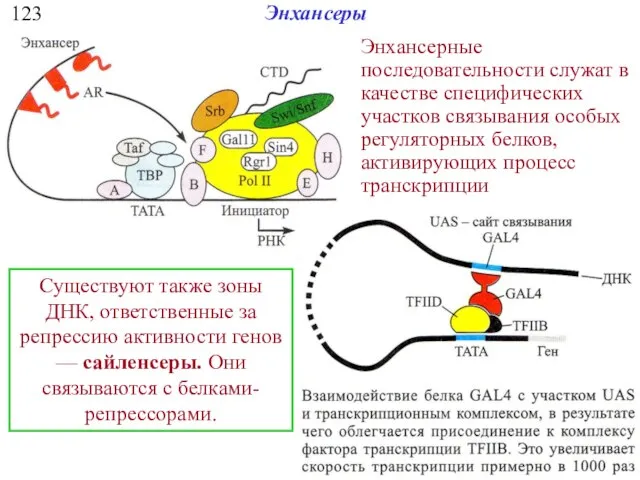 123 Энхансеры Энхансерные последовательности служат в качестве специфических участков связывания особых