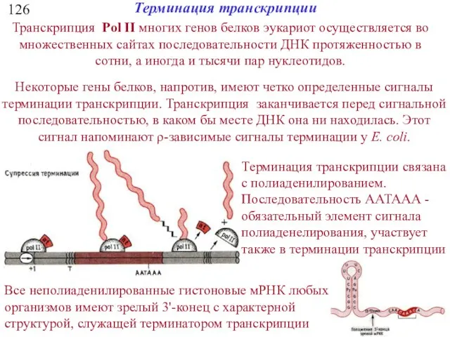 126 Транскрипция Pol II многих генов белков эукариот осуществляется во множественных