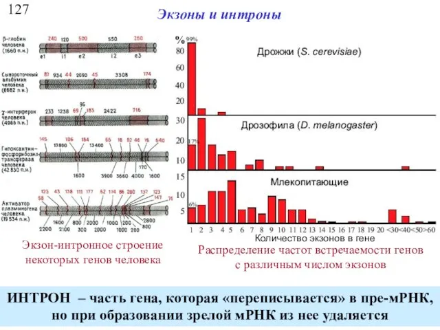127 Экзоны и интроны Экзон-интронное строение некоторых генов человека Распределение частот