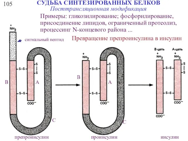 СУДЬБА СИНТЕЗИРОВАННЫХ БЕЛКОВ 105 Посттрансляционная модификация Превращение препроинсулина в инсулин сигнальный