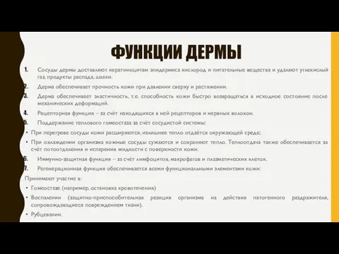 ФУНКЦИИ ДЕРМЫ Сосуды дермы доставляют кератиноцитам эпидермиса кислород и питательные вещества