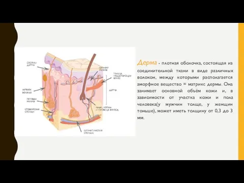 Дерма - плотная оболочка, состоящая из соединительной ткани в виде различных