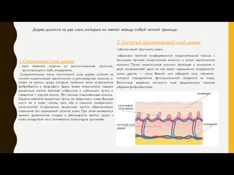 2. Сетчатый (ретикулярный) слой дермы -обеспечивает прочность кожи. -образован плотной неоформленной