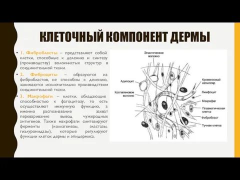 КЛЕТОЧНЫЙ КОМПОНЕНТ ДЕРМЫ 1. Фибробласты – представляют собой клетки, способные к