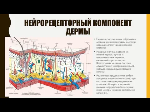 НЕЙРОРЕЦЕПТОРНЫЙ КОМПОНЕНТ ДЕРМЫ Нервная система кожи образована ветвями спинномозговых клеток и